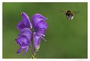 Macrophoto