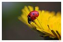 Macrophoto